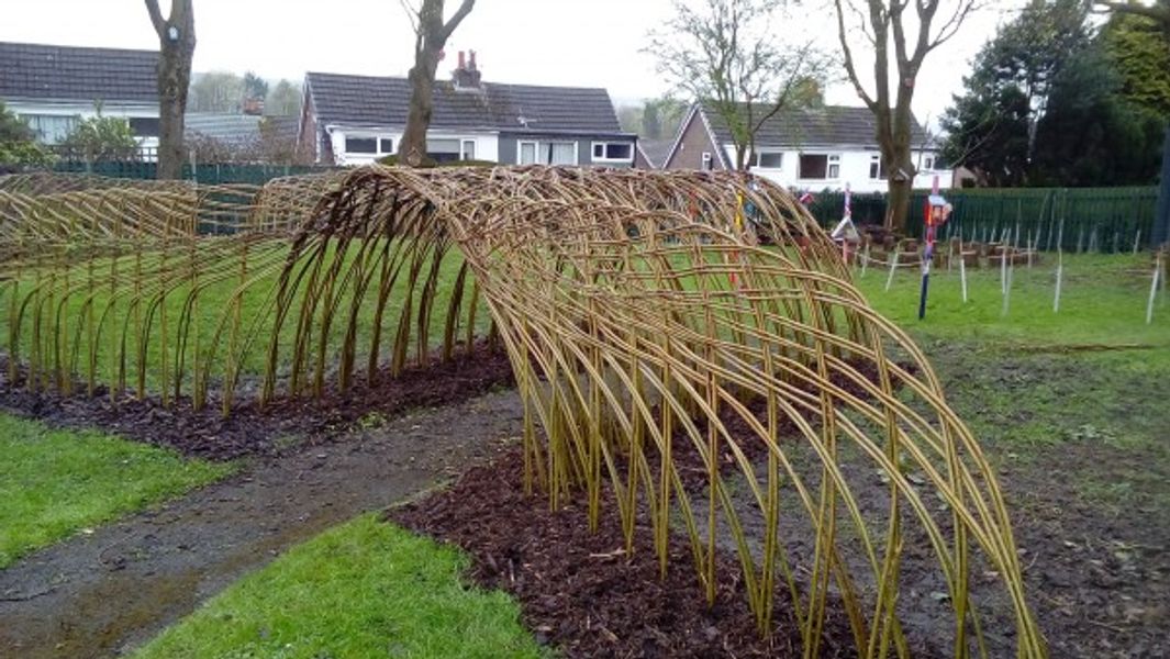 Living willow at a Community Garden for Prospects Foundation