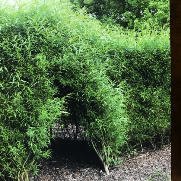 A 5 year old living willow tunnel and dome - maintained every year