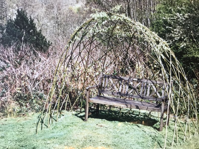 A living willow arbour