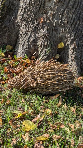 Hedgehog next to tree