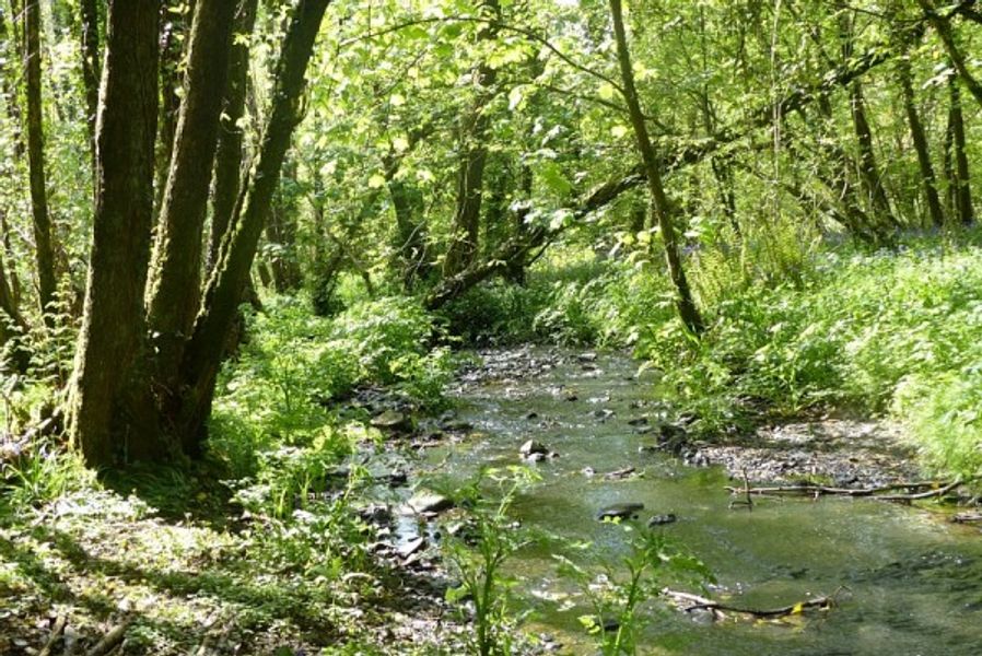 The woodland and stream