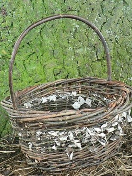 wild willow and poplar