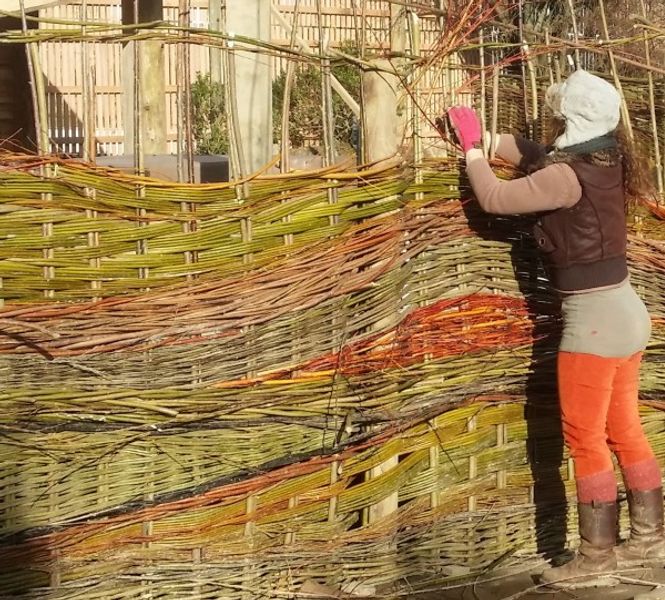 Amanda Rayner weaving a 25m long willow fence at The Bedruthan steps hotel in Mawgan Porth, nr. Newquay, Cornwall
