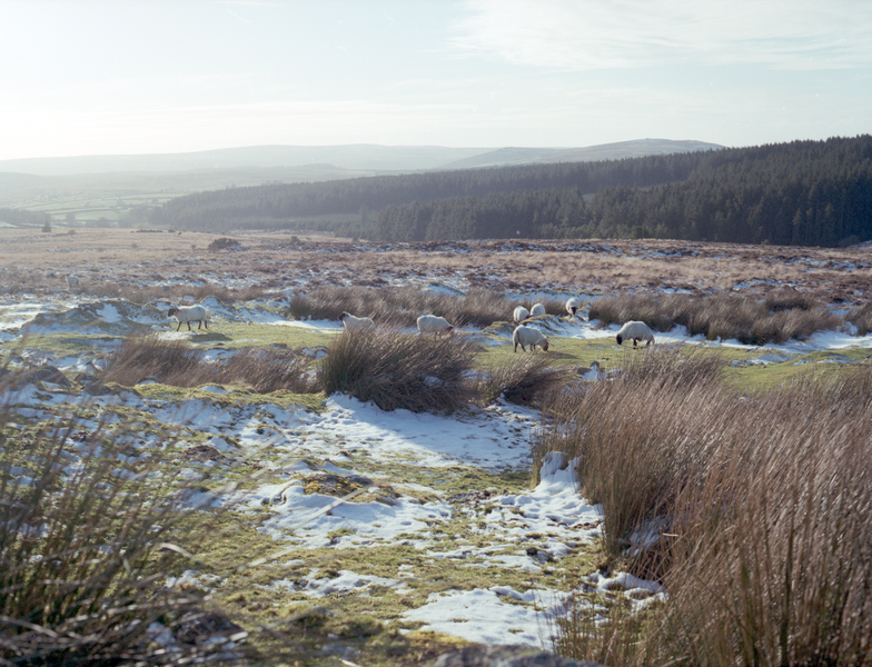 Sheep, Dartmoor