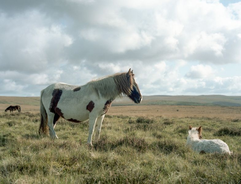 Wild Horses, Dartmoor