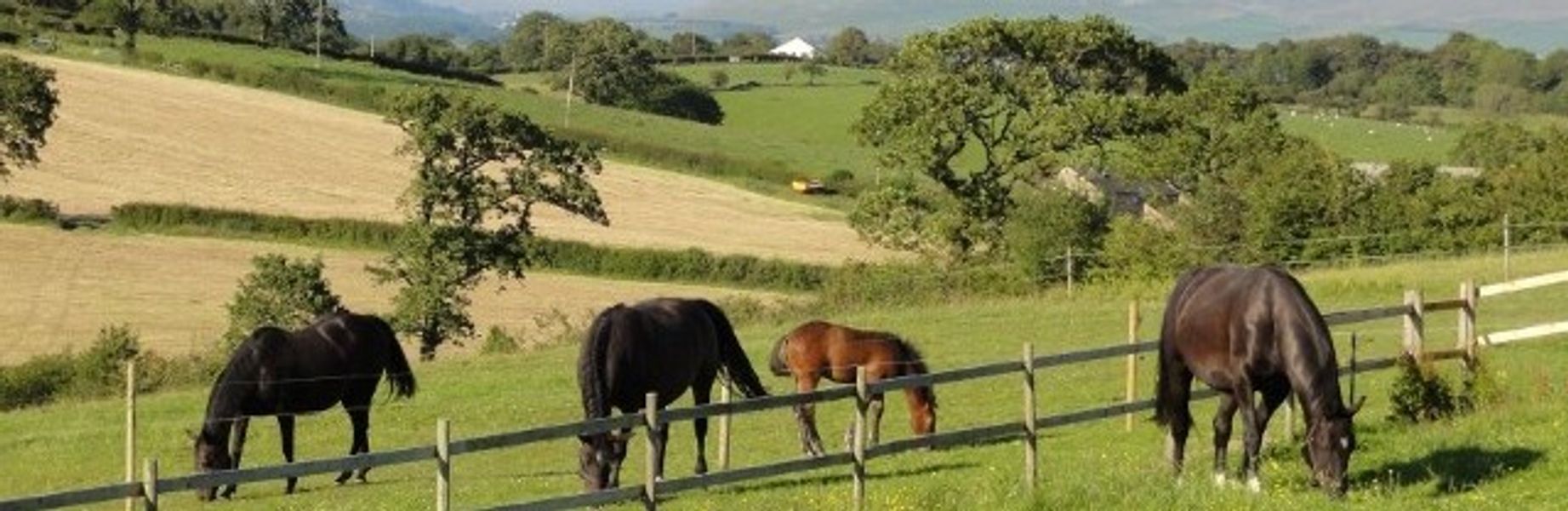 View from the workshop with our horses posing!