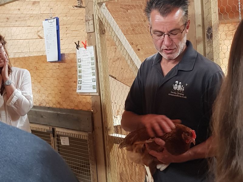 Handling your hens