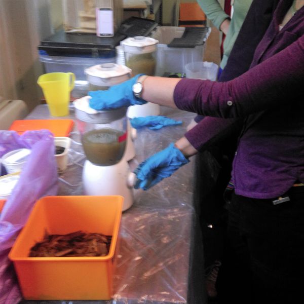 Making pulp from cooked and rinsed leaves