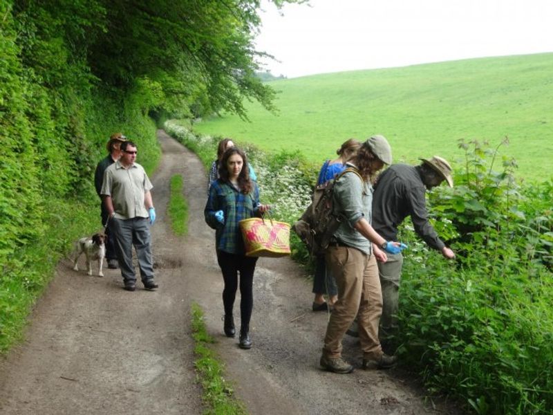 Collecting plants for herbal remedies in Kent