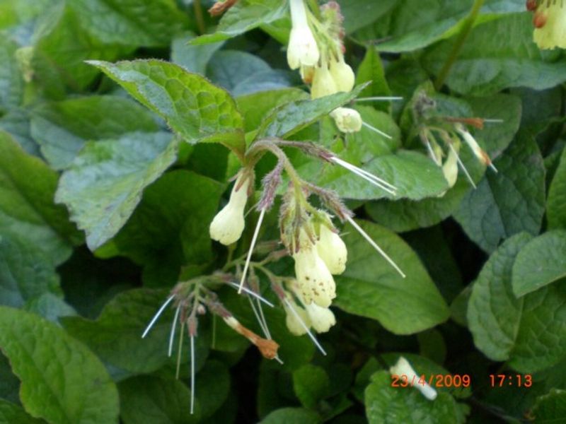 Comfrey