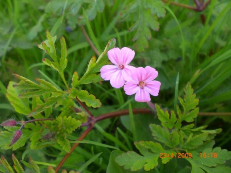 Herb Robert