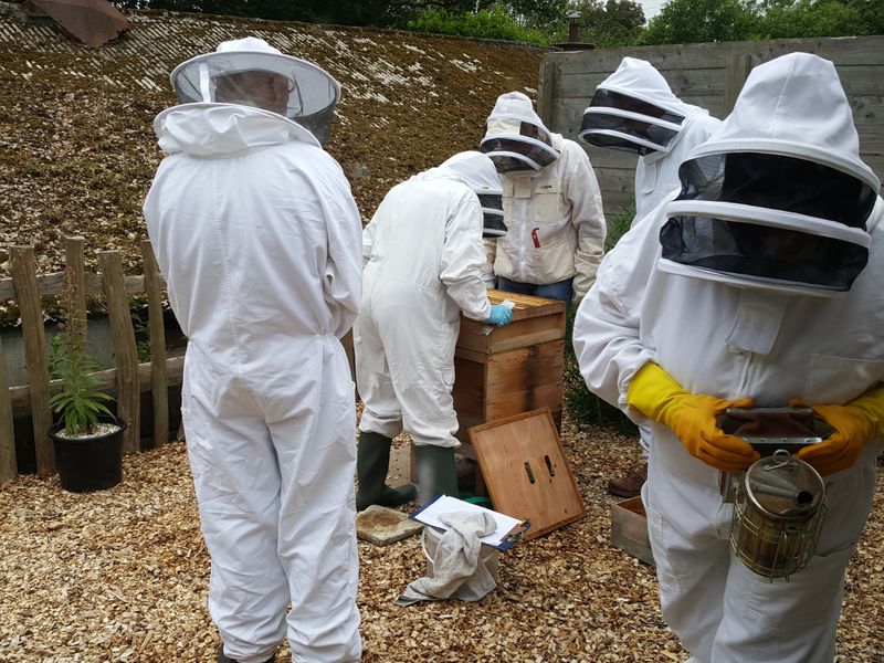 Inside a beehive