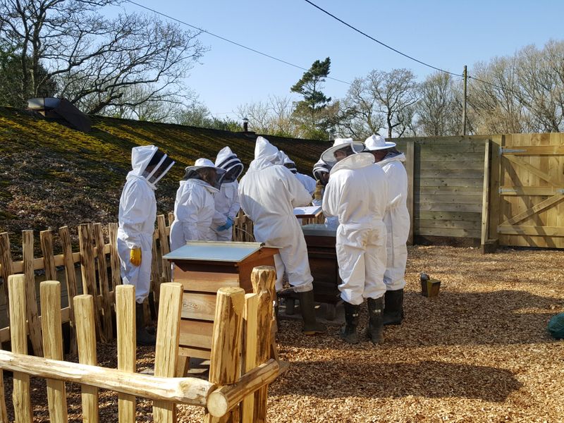 Inspecting the bees