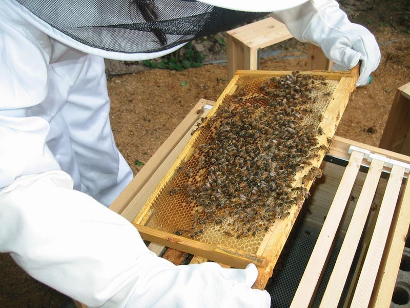 Looking inside a beehive