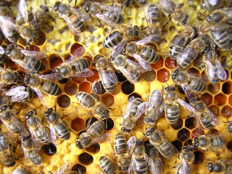 Bees on comb