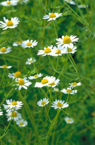 The Natural Health Chest: Assemble your own herbal medicine chest for health and wellbeing course