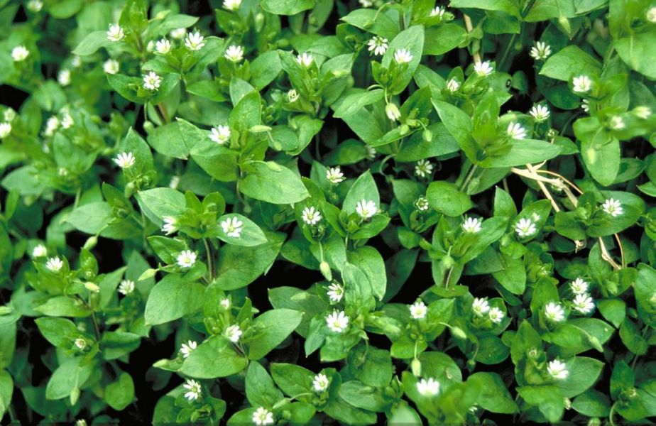 The Natural Health Chest: Assemble your own herbal medicine chest for health and wellbeing course