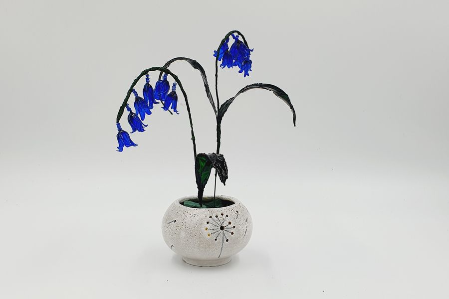 Bluebell in a pot