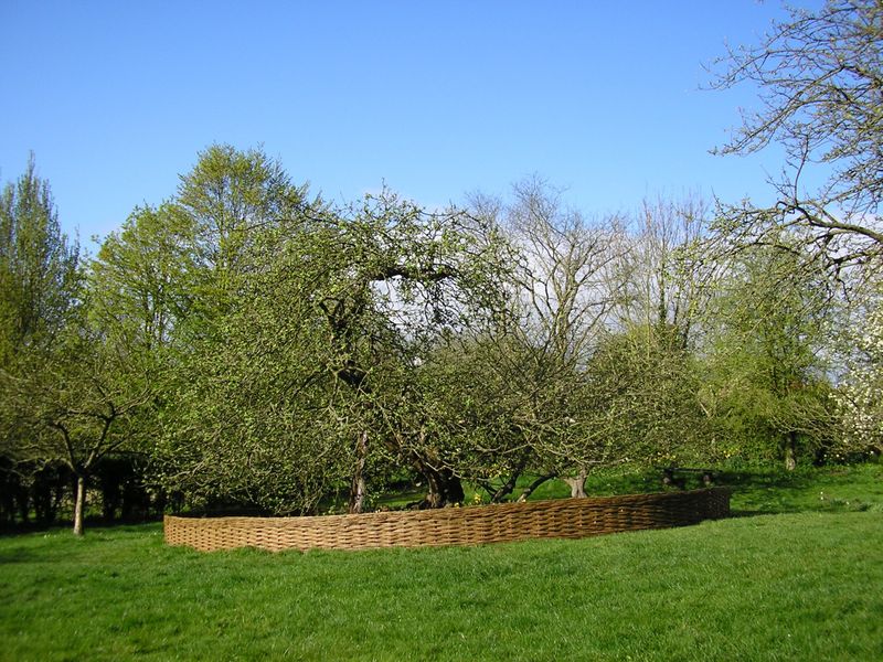 Sir Issac Newton's apple tree Walsthorpe Manor Linclnshire