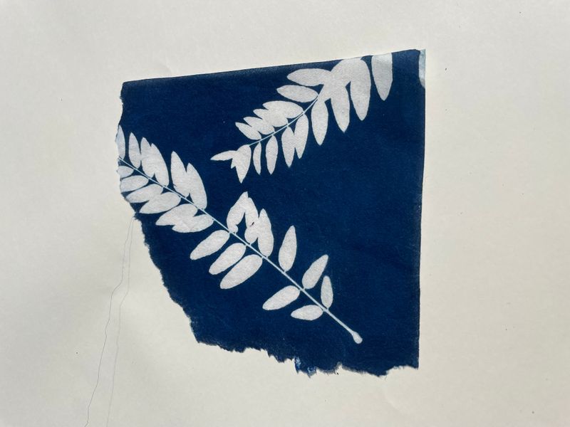 Cyanotype with quality serviettes