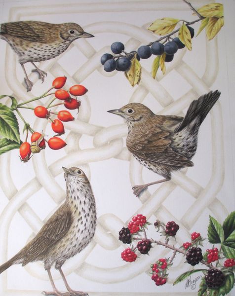 Song Thrush & Hedge Fruits with Linda Hampson