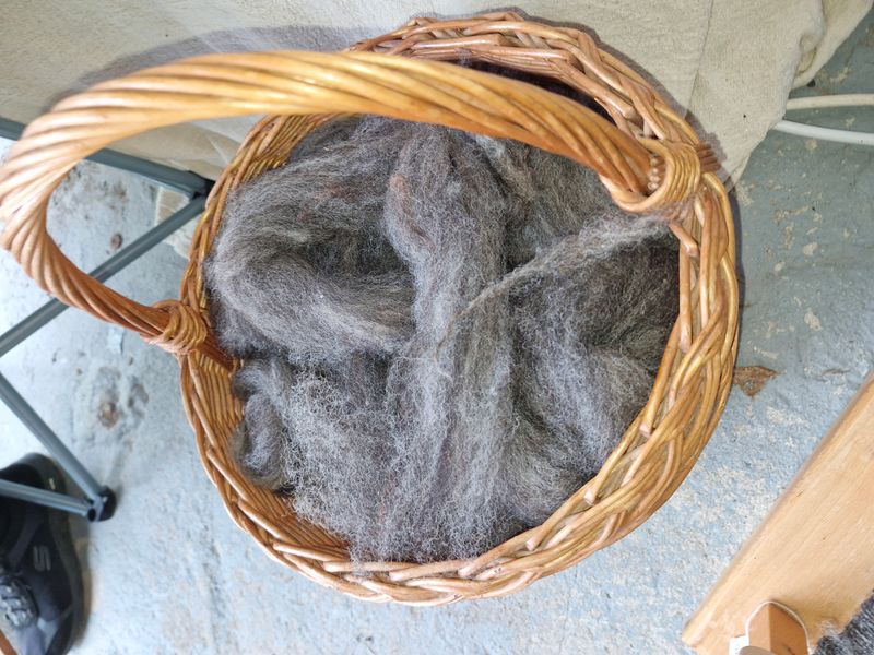 Drafted fleece for spinning