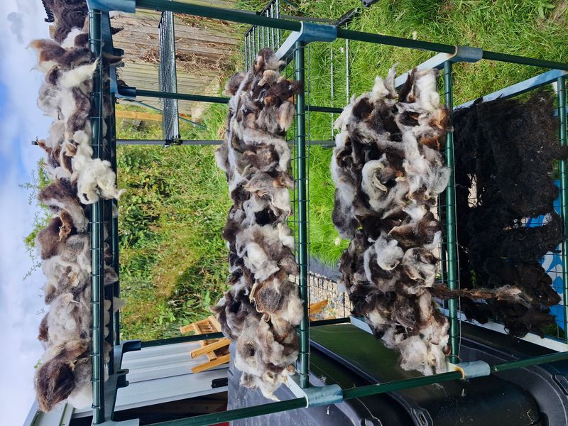 Fleece in drying stage