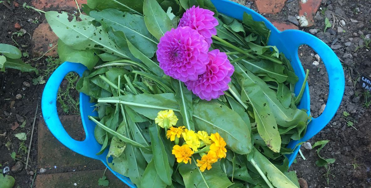 harvesting plants for dyeing