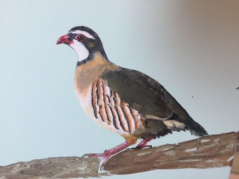 Red legged partridge painted by host, Phil