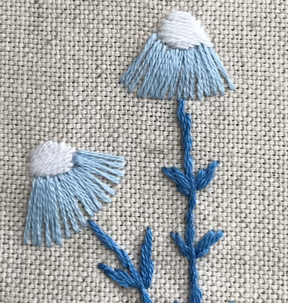 blue echinacea flowers