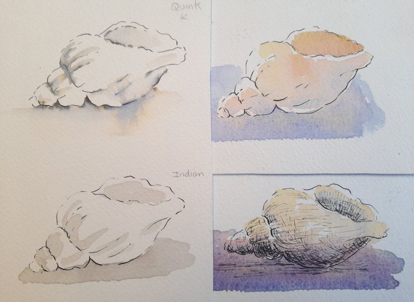 Shells in pen and wash
