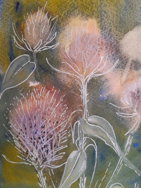 Teasels in white pen and pen and wash