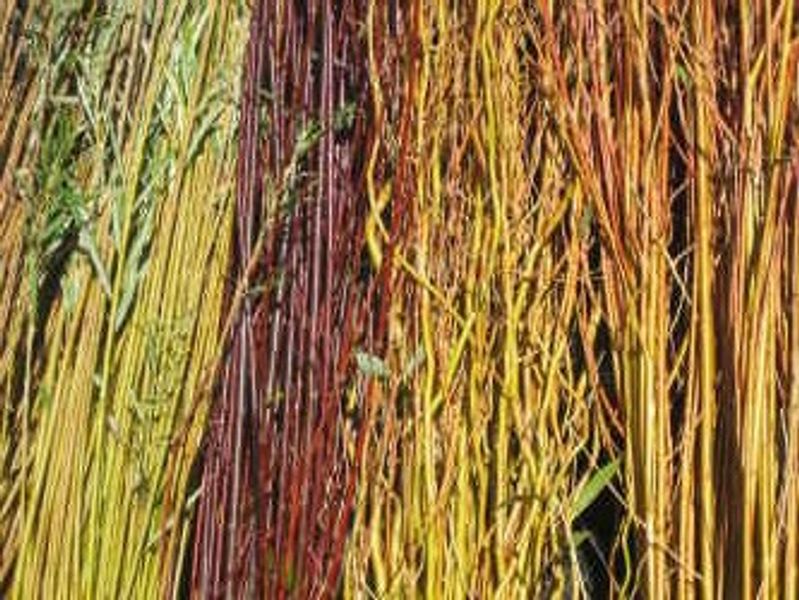 Colourful willow wands that are used in our course.