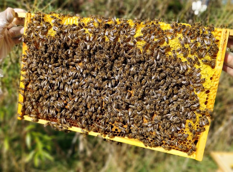 Understanding how to read a frame of bees is key for all beginner beekeepers.