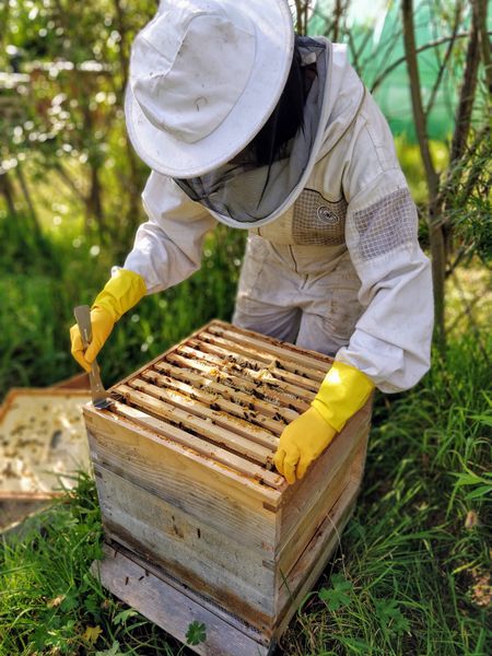Learn how to inspect a beehive