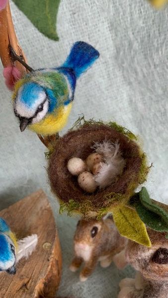 Blue Tit & Nest