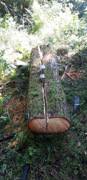splitting the alder log 