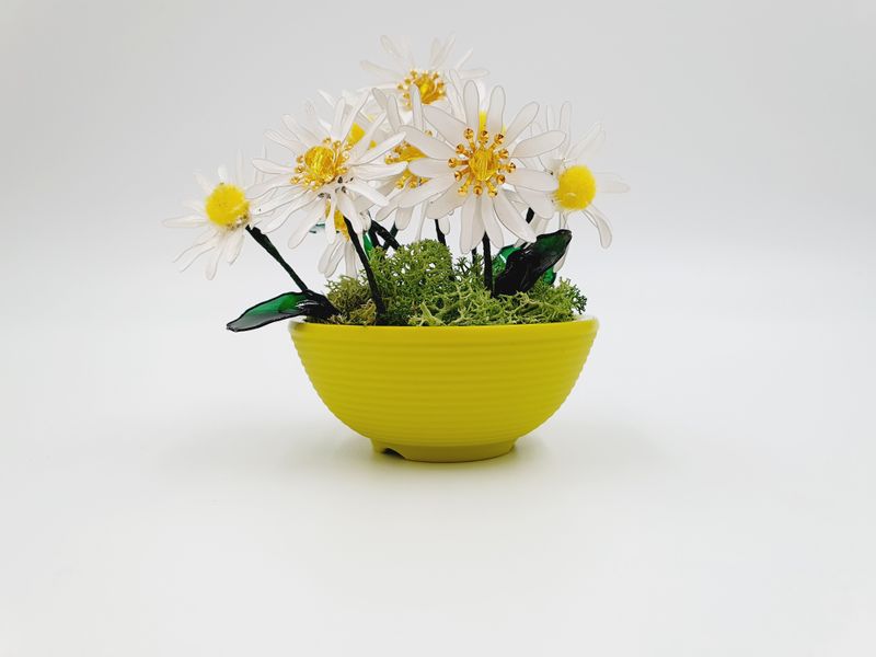 A small bowl of Daisies