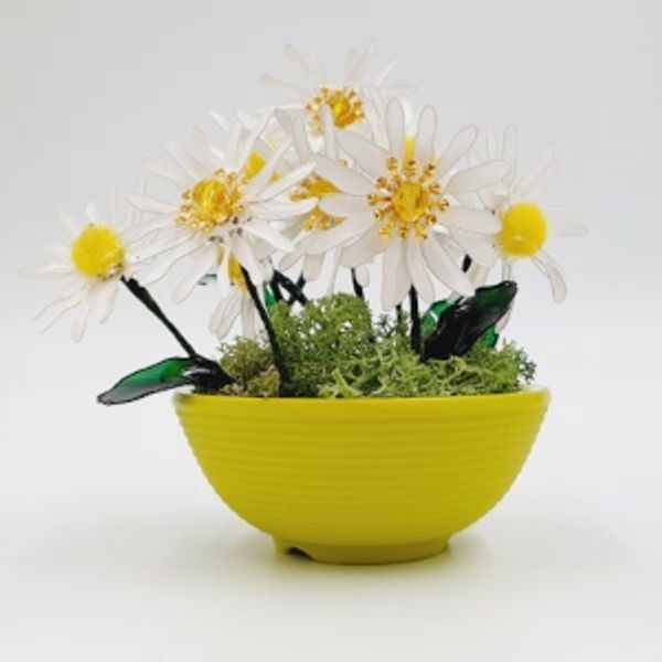 A small bowl of Daisies