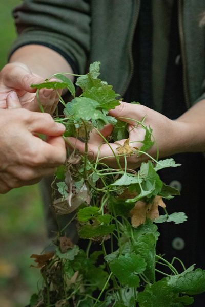 wild plant in hand on foraging course