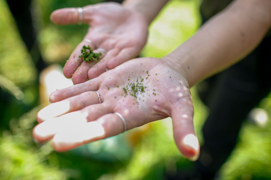 nettle seeds in hand on foraging course