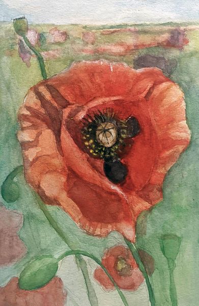 poppy flower in watercolour