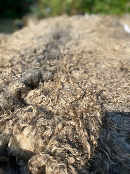 Raw Fleece ready to be prepped