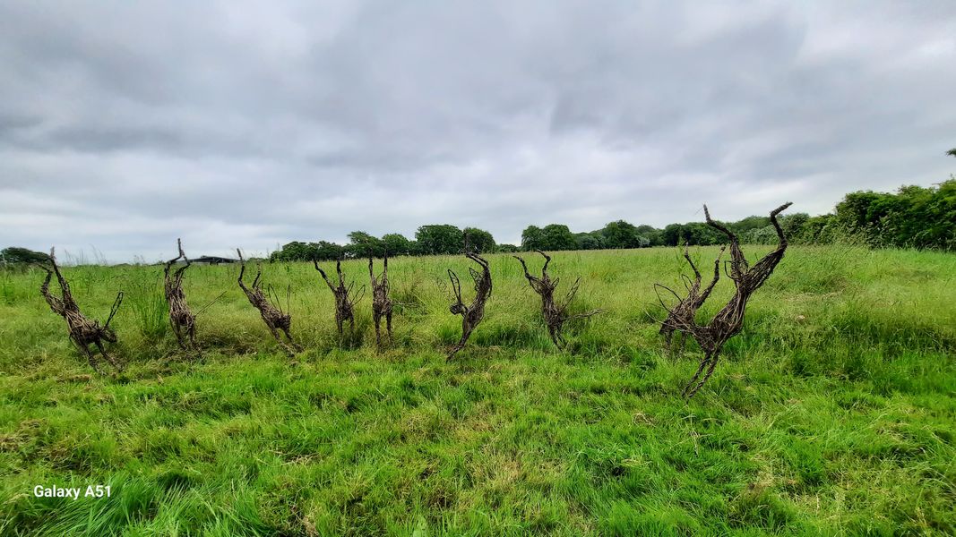 hares Surrey 