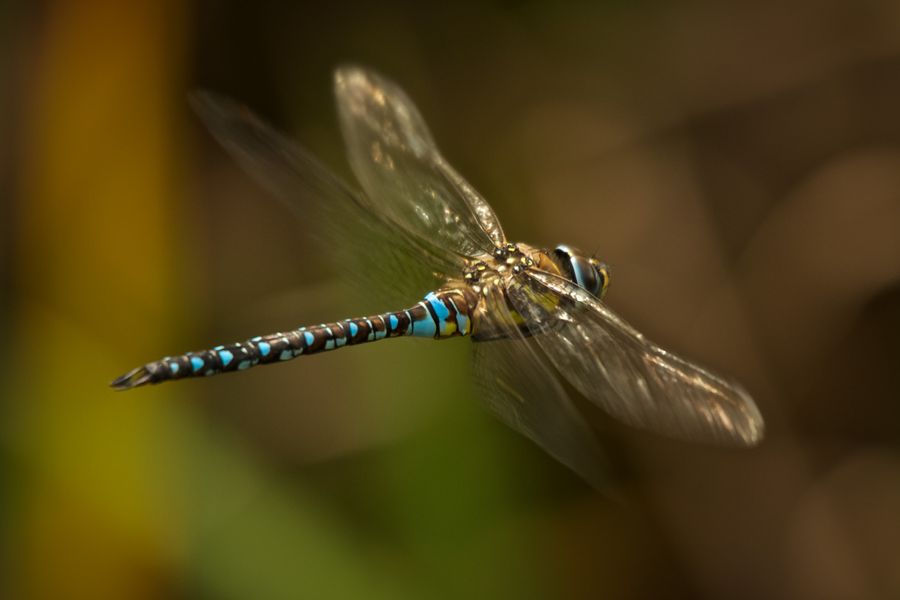 Male migrant hawker dragonfly
