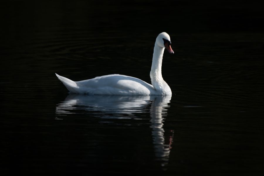 Mute swan

