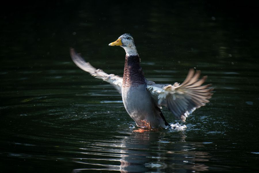 Mottled duck