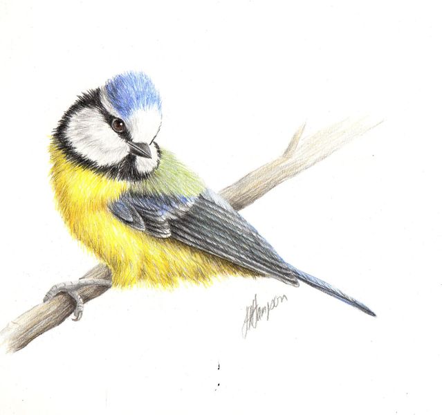 Songbirds - Natural History Coloured Pencil Drawing with Linda Hampson