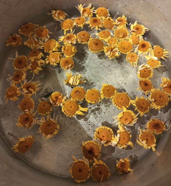 flowers in the dye pot