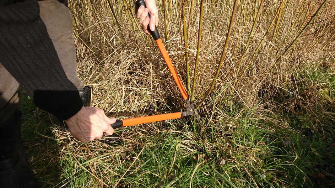 Cutting using lopers and secateurs.